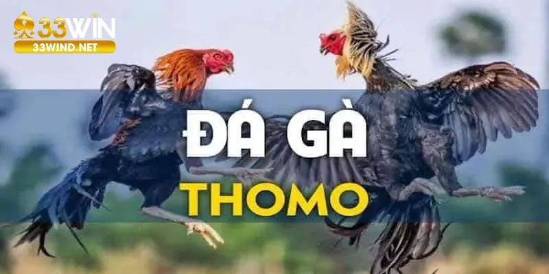 Đá gà Thomo 33win